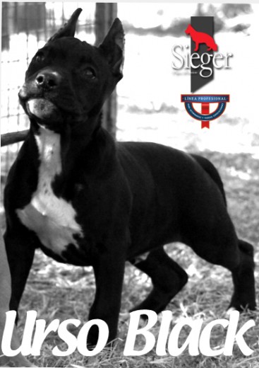 El nombre dado por el criadero y en pedigri es Thor Black, la familia lo bautizo con el actual nombre.
http://www.bullypedia.net/americanbully/details.php?id=175094
http://www.pedigreedatabase.com/american_staffordshire_terrier/dog.html?id=1971209-thor-black El nombre dado por el criadero y en pedigri es Thor Black, la familia lo bautizo con el actual nombre.
http://www.bullypedia.net/americanbully/details.php?id=175094
http://www.pedigreedatabase.com/american_staffordshire_terrier/dog.html?id=1971209-thor-black